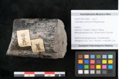 Foto (Objekt + Etikett) von Calamites communis Ettingshausen (NHMW-GEO-2024-0188-10962)